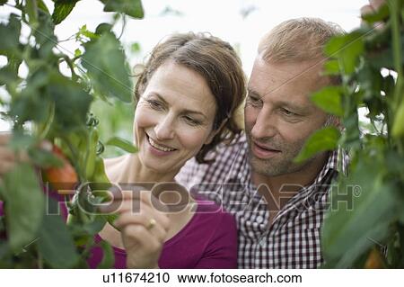 Farming vegetables and fruits View Large Photo Image Stock Image - Farming vegetables and fruits. Fotosearch
