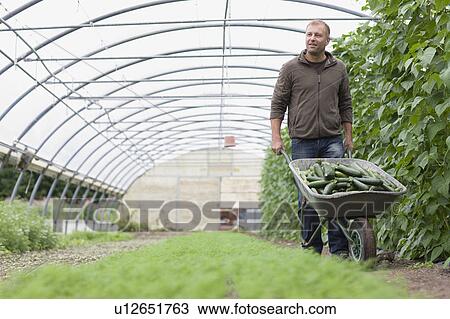 Stock Image - Farming vegetables and fruits. Fotosearch