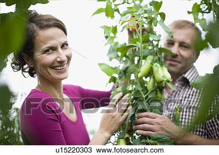 Stock Image - Farming vegetables and fruits. Fotosearch