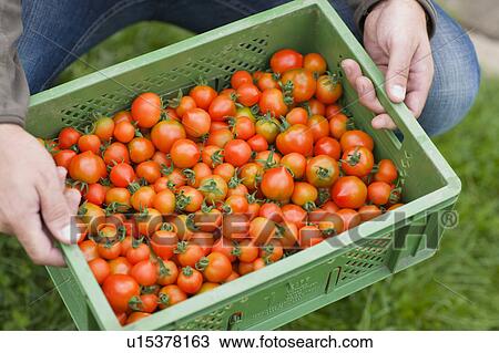 Farming vegetables and fruits View Large Photo Image Stock Image - Farming vegetables and fruits. Fotosearch