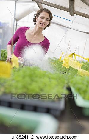 Farming vegetables and fruits View Large Photo Image Stock Image - Farming vegetables and fruits. Fotosearch
