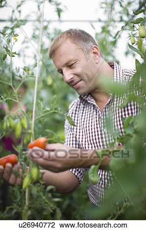 Farming vegetables and fruits View Large Photo Image Stock Image - Farming vegetables and fruits. Fotosearch