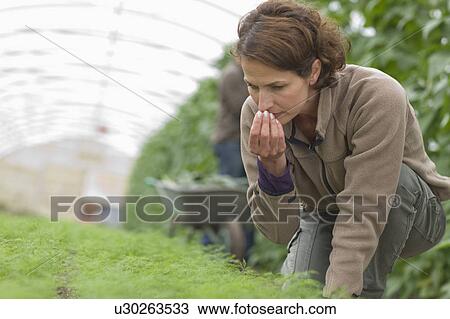Farming vegetables and fruits View Large Photo Image Stock Image - Farming vegetables and fruits. Fotosearch