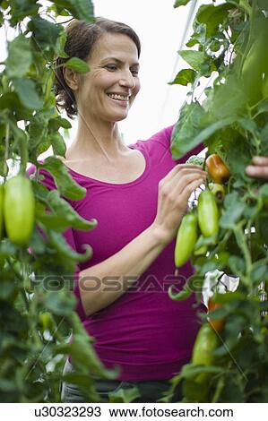 Stock Image - Farming vegetables and fruits. Fotosearch