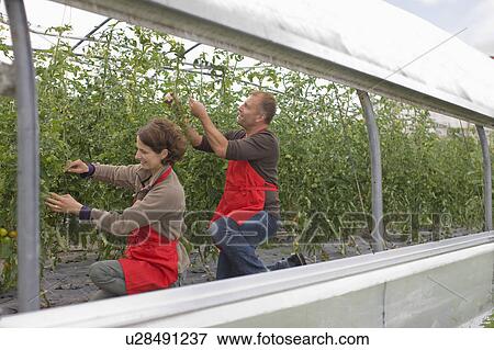 Stock Photo - Farming vegetables and fruits. Fotosearch