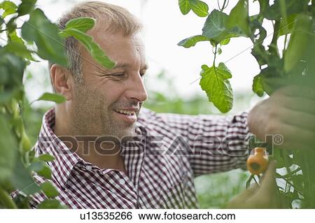 Farming vegetables and fruits View Large Photo Image Stock Photograph - Farming vegetables and fruits. Fotosearch