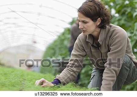 Stock Photography - Farming vegetables and fruits. Fotosearch
