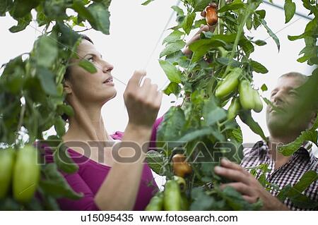 Stock Photography - Farming vegetables and fruits. Fotosearch