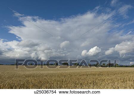 Picture - Field of barley in stormy skies. Fotosearch