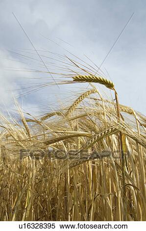 Stock Photography - Field of barley ripening. Fotosearch