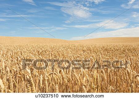 Stock Image - Field of Crops. Fotosearch