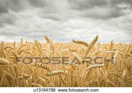 Stock Photo - Field of Crops. Fotosearch
