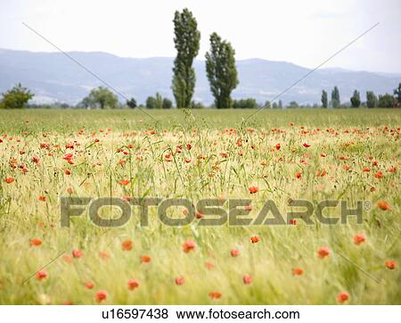 Stock Photo - Field of poppies. Fotosearch