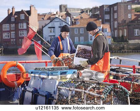 Fishermen with crabs and lobster pots View Large Photo Image Stock Photography - Fishermen with crabs and lobster pots. Fotosearch