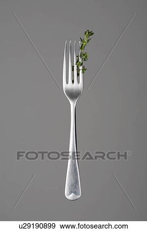 Fork with thyme branch View Large Photo Image Stock Photo - Fork with thyme branch. Fotosearch