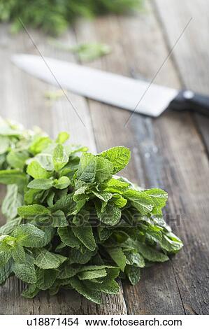 Fresh mint on rough table with knife View Large Photo Image Picture - Fresh mint on rough table with knife. Fotosearch