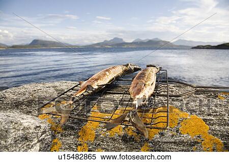 Stock Photography - Grilled mackerels on rock by sea. Fotosearch