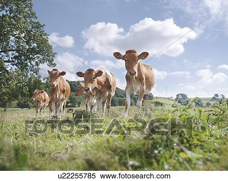 Guernsey calves View Large Photo Image Stock Photography - Guernsey calves. Fotosearch