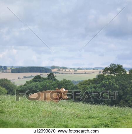 Guernsey cow View Large Photo Image Stock Image - Guernsey cow. Fotosearch