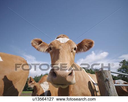 Guernsey cow View Large Photo Image Stock Photo - Guernsey cow. Fotosearch