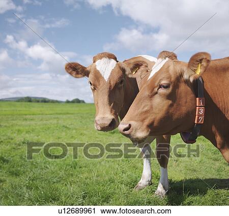 Guernsey cows View Large Photo Image Stock Image - Guernsey cows. Fotosearch