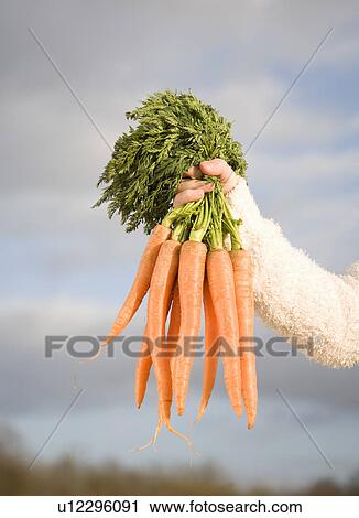 Stock Image - Hand holding bunch of carrots. Fotosearch
