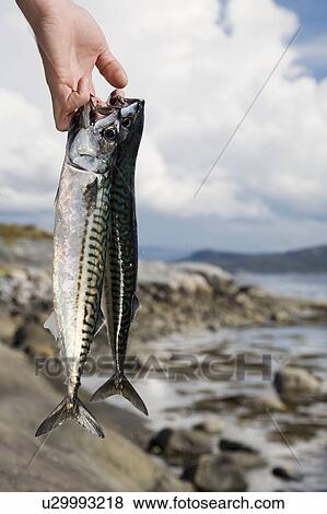 Hand holding fresh mackerels by sea View Large Photo Image Stock Photo - Hand holding fresh mackerels by sea. Fotosearch