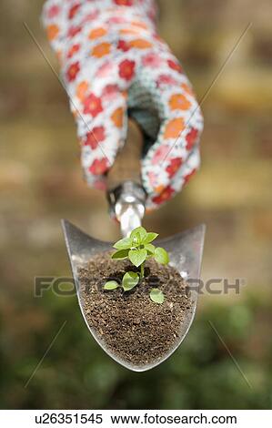 Stock Photography - Hand holding plant on garden trowel. Fotosearch