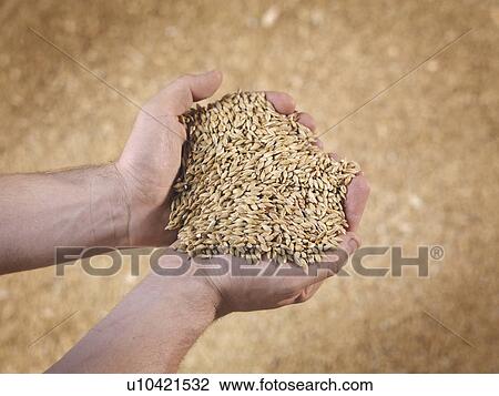 Handful of grain View Large Photo Image Stock Image - Handful of grain. Fotosearch