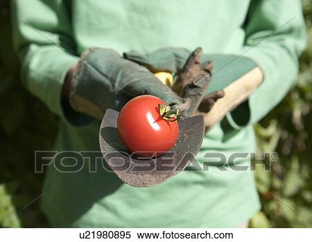 Hands holding trowel and large tomato View Large Photo Image Stock Photography - Hands holding trowel and large tomato. Fotosearch