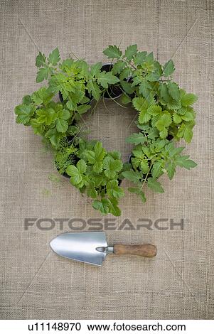 Herbs and plants with gardening trowel View Large Photo Image Stock Image - Herbs and plants with gardening trowel. Fotosearch