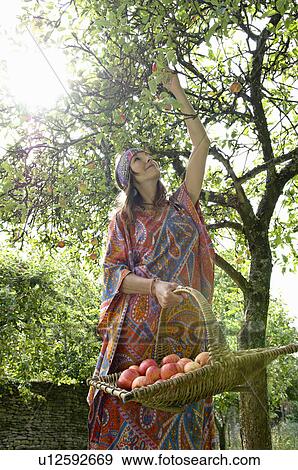 Stock Photo - Hippy female picking apples. Fotosearch