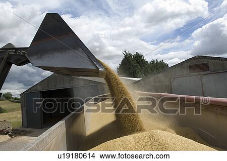 Picture - Loading grain into lorry. Fotosearch