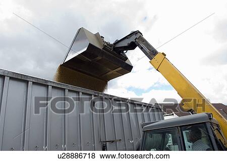Loading grain into lorry View Large Photo Image Stock Photo - Loading grain into lorry. Fotosearch