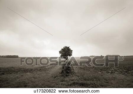 Lone tree in open field View Large Photo Image Stock Image - Lone tree in open field. Fotosearch