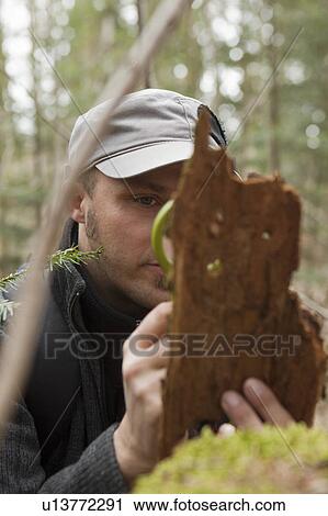 Man examining a bark View Large Photo Image Stock Image - Man examining a bark. Fotosearch