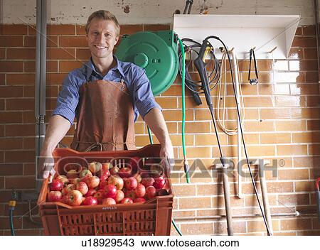 Man holds crate of apples in cider house View Large Photo Image Stock Image - Man holds crate of apples in cider house. Fotosearch