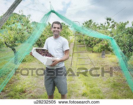 Man in orchard holding box of cherries View Large Photo Image Stock Photography - Man in orchard holding box of cherries. Fotosearch
