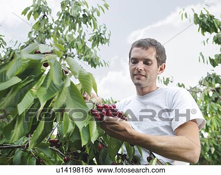 Man picking cherries from tree View Large Photo Image Stock Photography - Man picking cherries from tree. Fotosearch