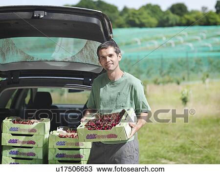 Man with boxes of cherries View Large Photo Image Stock Image - Man with boxes of cherries. Fotosearch