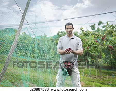 Man with bucket of cherries in orchard View Large Photo Image Stock Photograph - Man with bucket of cherries in orchard. Fotosearch