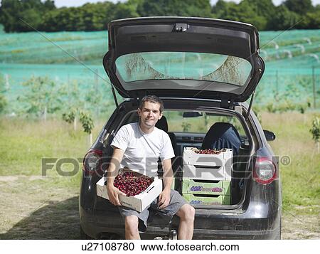 Man with freshly picked cherries View Large Photo Image Stock Image - Man with freshly picked cherries. Fotosearch