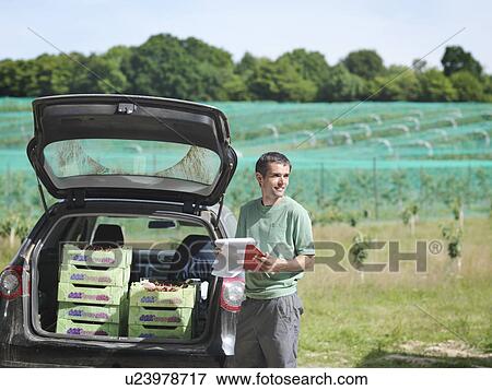 Man with freshly picked cherries View Large Photo Image Stock Photo - Man with freshly picked cherries. Fotosearch