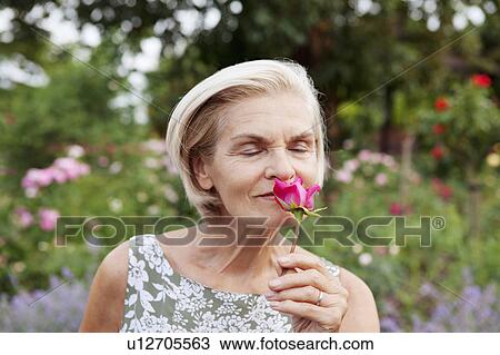 Mature woman smells rose in rose garden View Large Photo Image Stock Image - Mature woman smells rose in rose garden. Fotosearch