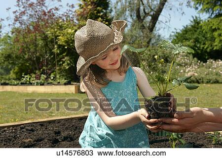 Mother handing girl strawberry plant View Large Photo Image Stock Image - Mother handing girl strawberry plant. Fotosearch