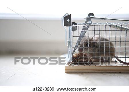 Mouse in trap View Large Photo Image Stock Photo - Mouse in trap. Fotosearch