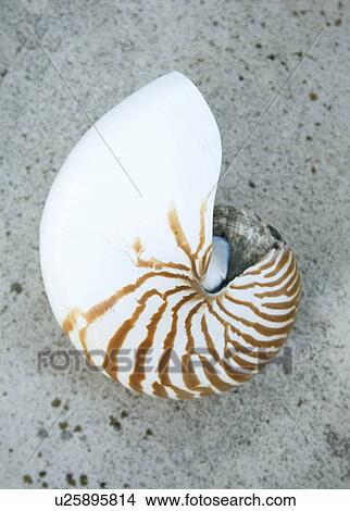 Picture - Nautilus Shell, still life. Fotosearch