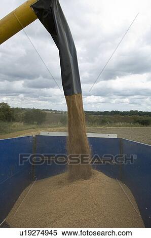 Stock Photography - Off loading wheat into trailer. Fotosearch