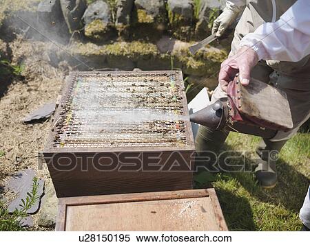 Opened bee hive View Large Photo Image Stock Photography - Opened bee hive. Fotosearch