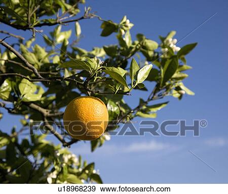 Stock Photo - Orange grove with ladder, night time. Fotosearch